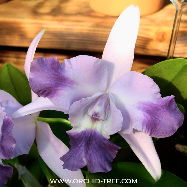 Cattleya Mini Quinee 'Angel Kiss' - BS - Buy Orchids Plants Online by Orchid-Tree.com