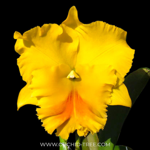 Cattleya Haadyai Delight - BS