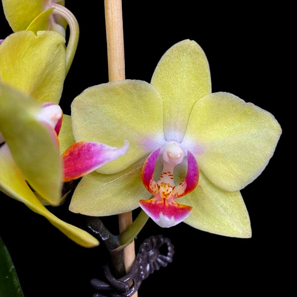 Phalaenopsis Charming Green Sugar - FF