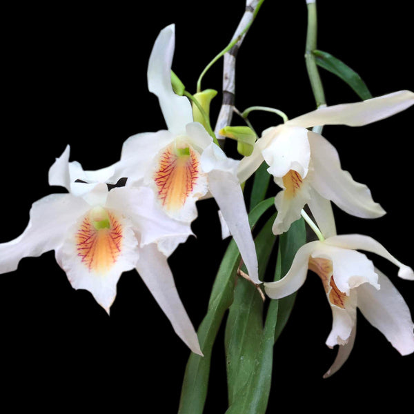 Dendrobium Jairak Chaste - FF