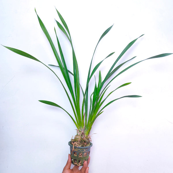 Cymbidium (HTC) Chen's Ruby - BS - Buy Orchids Plants Online by Orchid-Tree.com