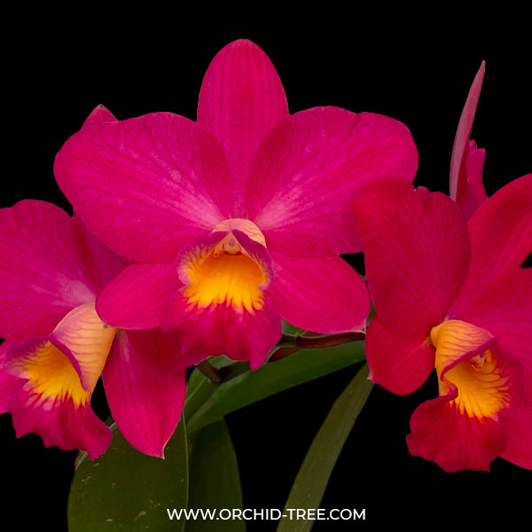 Cattleya (Ctt.) Chief Berry - FF