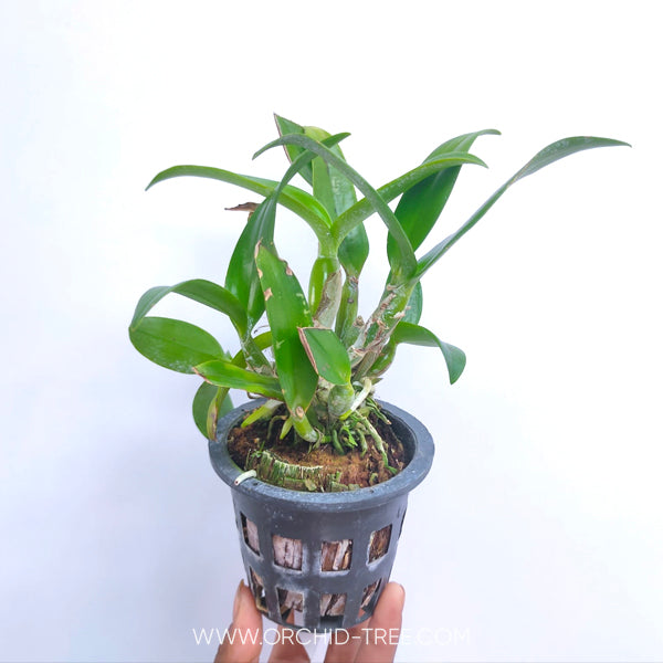 Cattleya (Lc.) Chocolate Drops - BS