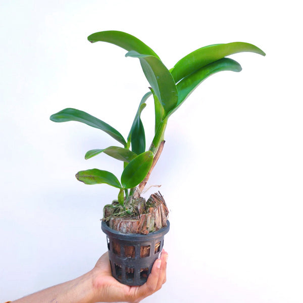 Cattleya (Rth.) Chomyong Fairy - BS