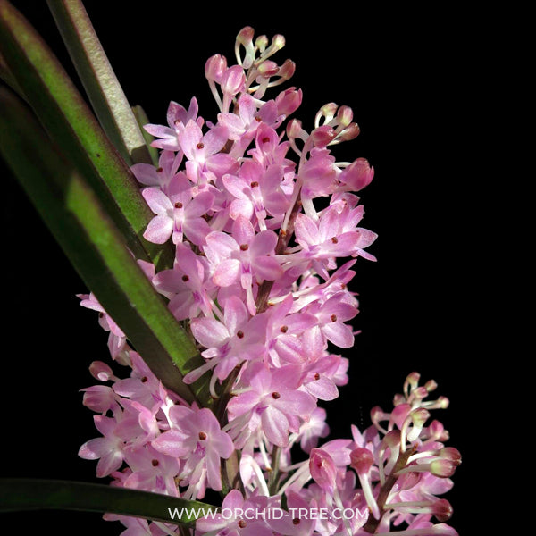Vanda (Ascocentrum) christensonianum sp. - BS