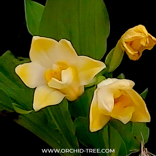Chysis limminghei var. aurea sp.- BS
