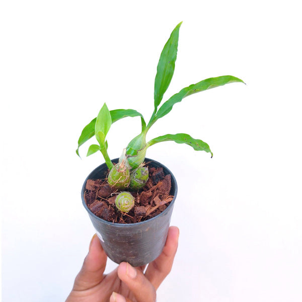 Chysis limminghei var. aurea sp.- BS