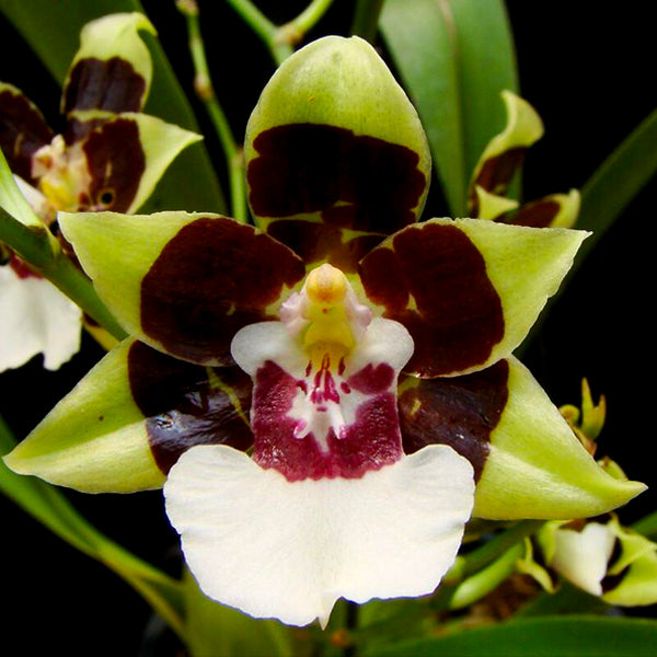 Oncidium Cleo's Pride - BS