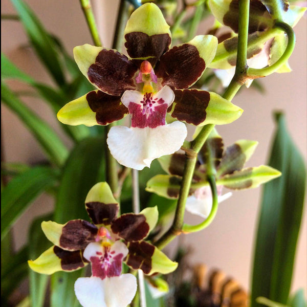 Oncidium Cleo's Pride - BS