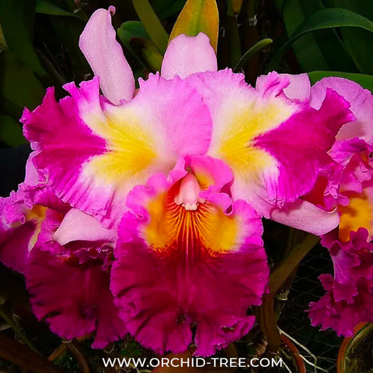 Cattleya Colour Guard Parade Orchid Plant - BS