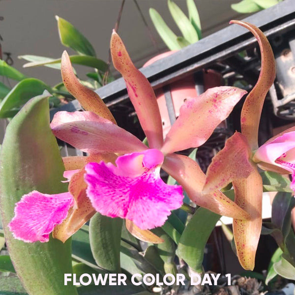 Cattleya (Cahuzacara) Jairak Conure - Without Flowers | MS