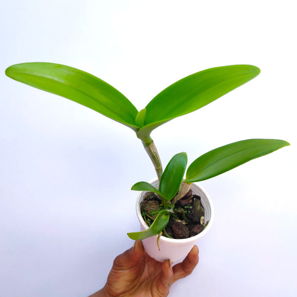 Cattleya Jimminey Cricket x Netrasiri Beauty - BS