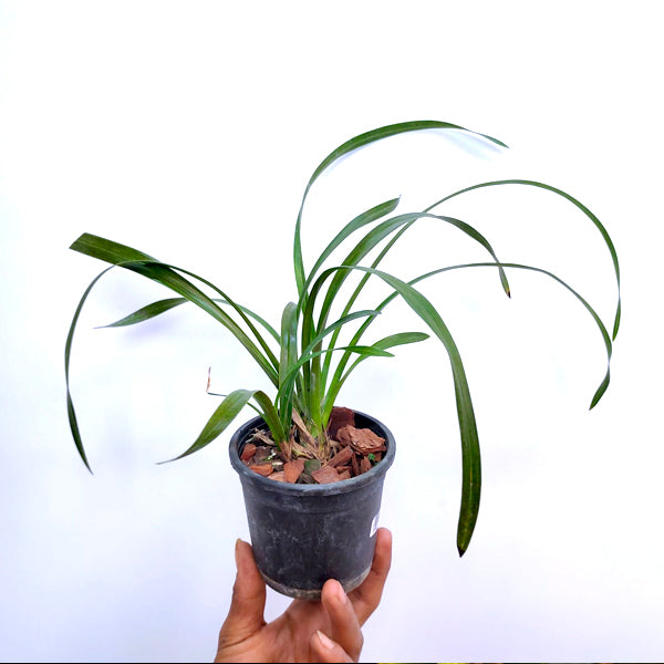 Cymbidium Tiger Tail -| BS