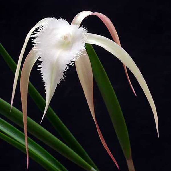 Cattleya (Br.) David Sander - Without Flowers | BS