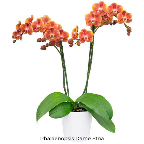 Phalaenopsis Seedling Combo SS | Pack of 10