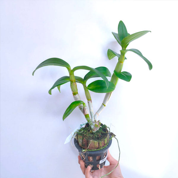 Dendrobium Dark Blue - Without Flowers | BS - Buy Orchids Plants Online by Orchid-Tree.com