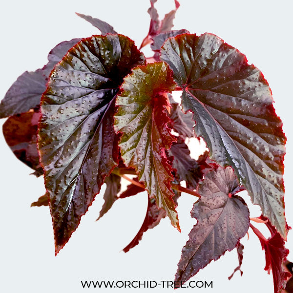 Begonia Big Pot Plants | 3 Varieties