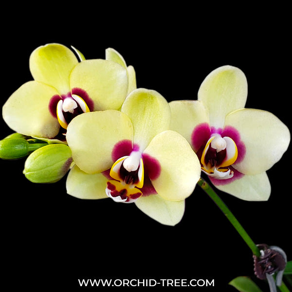 Phalaenopsis Deep Secret - FF