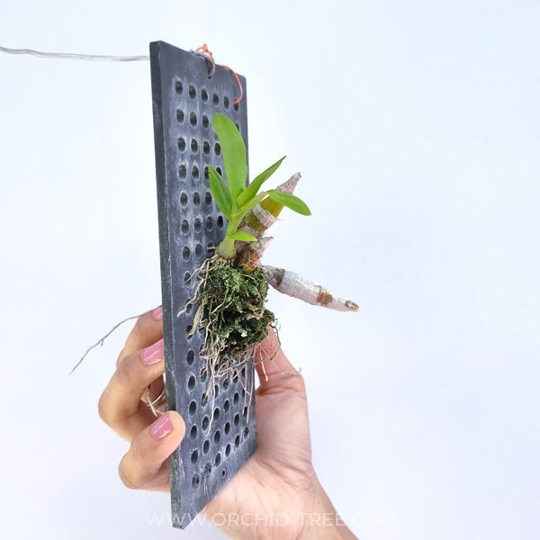 Dendrobium delacourii sp. - FF