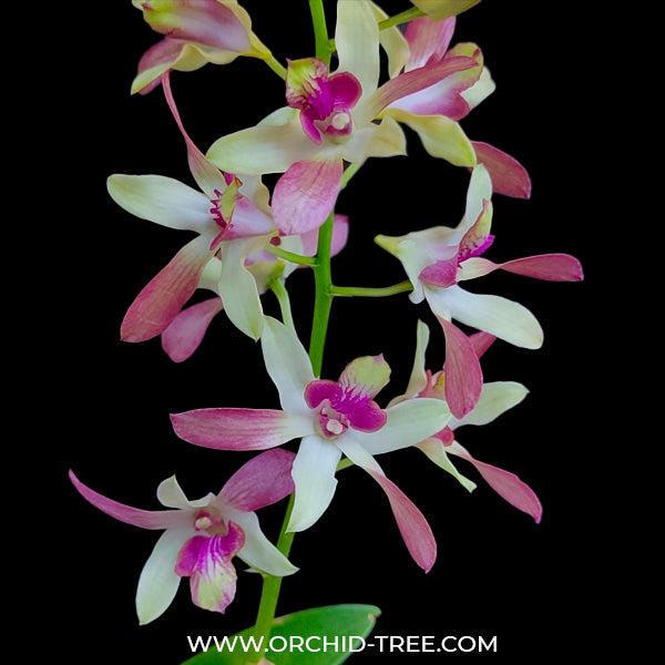 Dendrobium Gold Parrot - BS