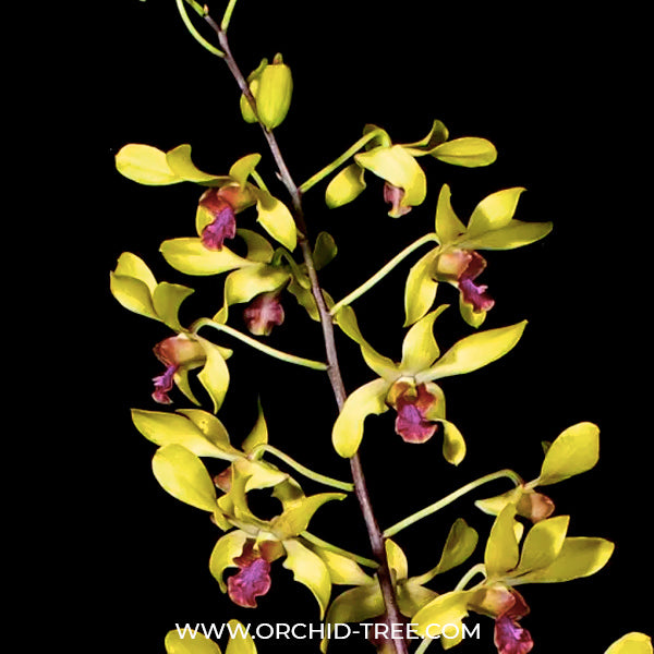 Dendrobium Rabbit Yellow Big lip - BS