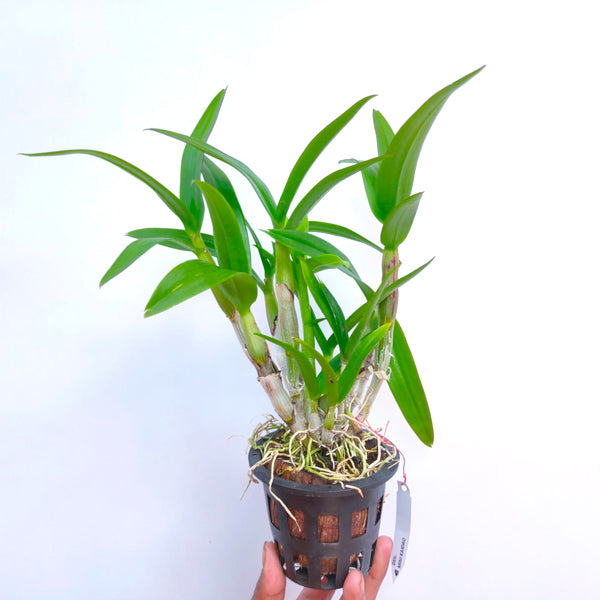 Dendrobium Khaido - BS Without Flower