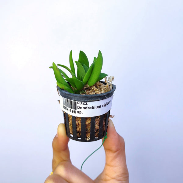 Dendrobium rigidum sp. - Without Flowers | SS