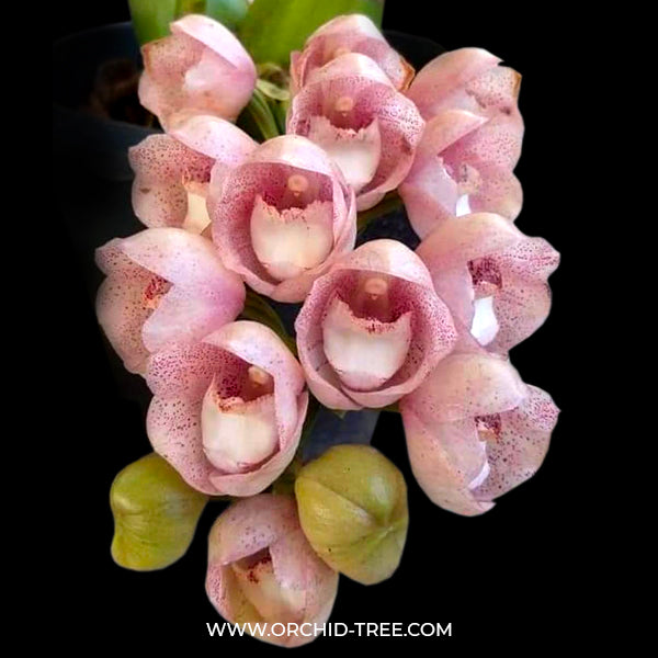 Peristeria Parotia | Pink Dove Orchid - BS