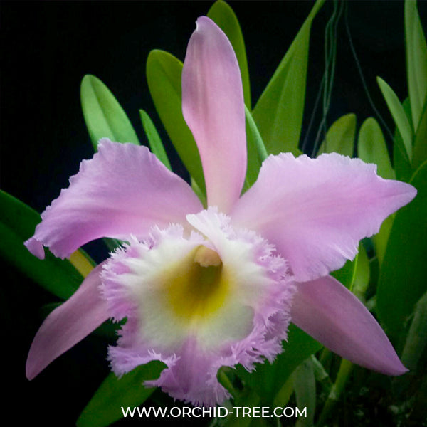 Cattleya Rlc.Duh's White 'Peppa Pig' - BS