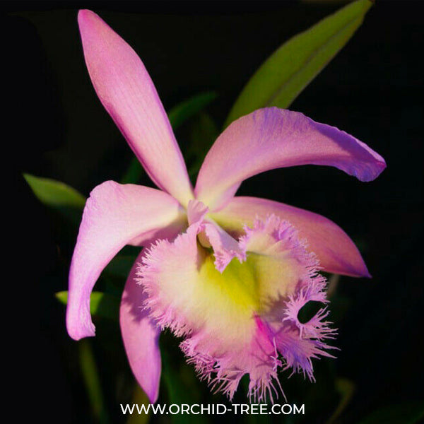 Cattleya Rlc.Duh's White 'Peppa Pig'  - BS