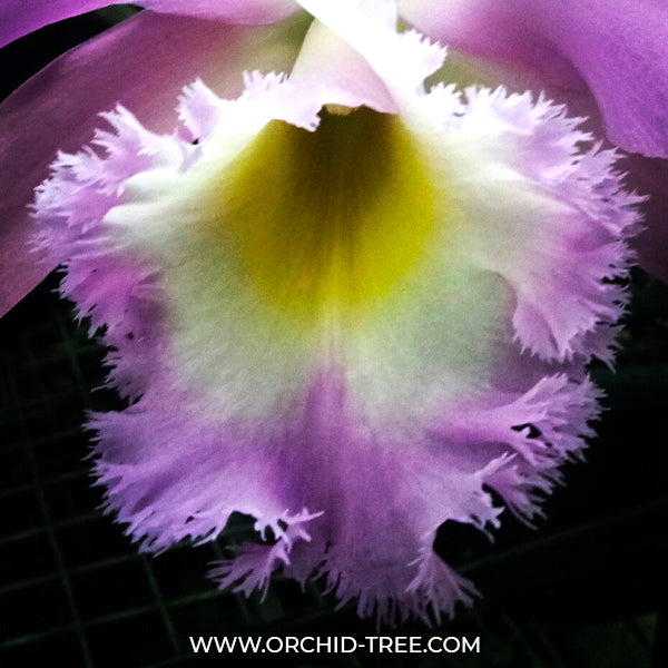 Cattleya Rlc.Duh's White 'Peppa Pig' - BS