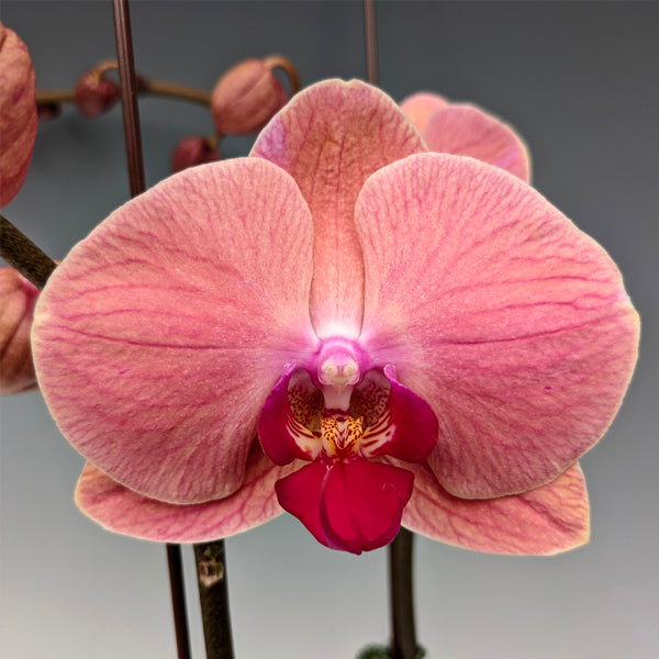 Phalaenopsis Lianher Duo Er-Guen - FF - Buy Orchids Plants Online by Orchid-Tree.com