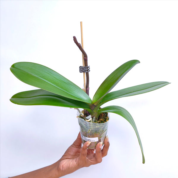 Phalaenopsis Lianher Duo Er-Guen - FF - Buy Orchids Plants Online by Orchid-Tree.com