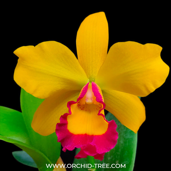 Cattleya Edgard Stars - BS