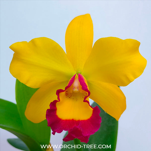 Cattleya Edgard Stars - FF (Single Open Flower)