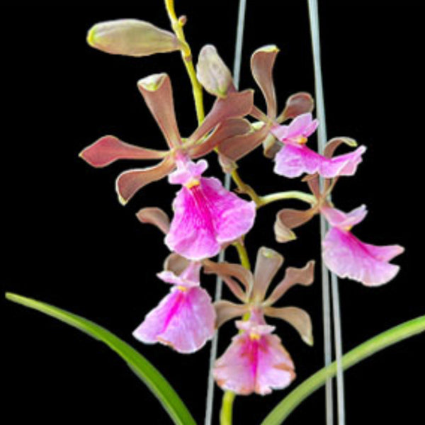 Encyclia Jairak Smiley - BS