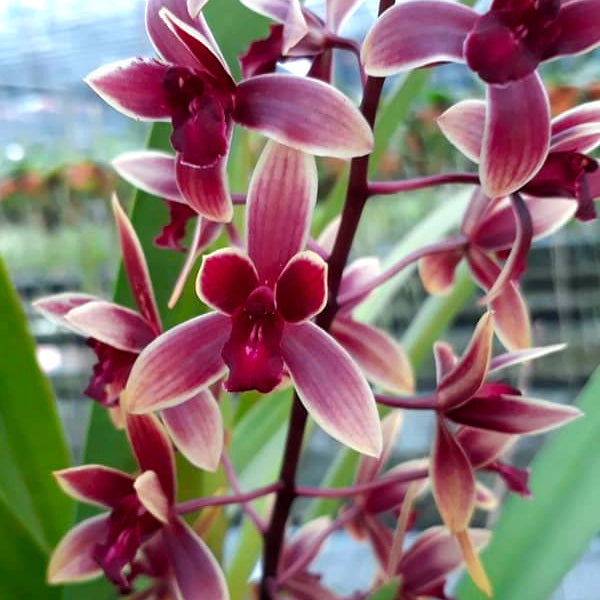 Cymbidium Ensi Canal 'First Lady' - | BS