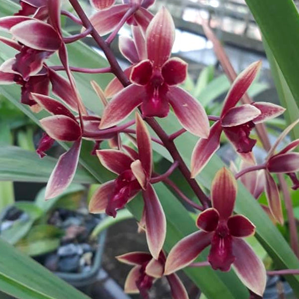 Cymbidium Ensi Canal 'First Lady' - | BS