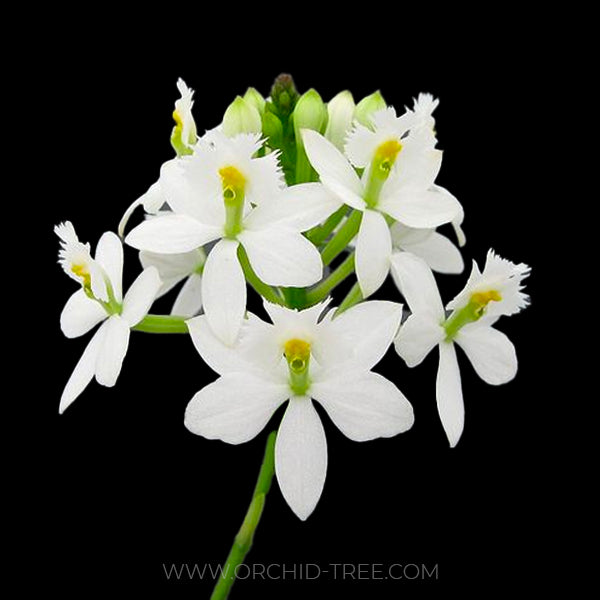 Epidendrum White - BS