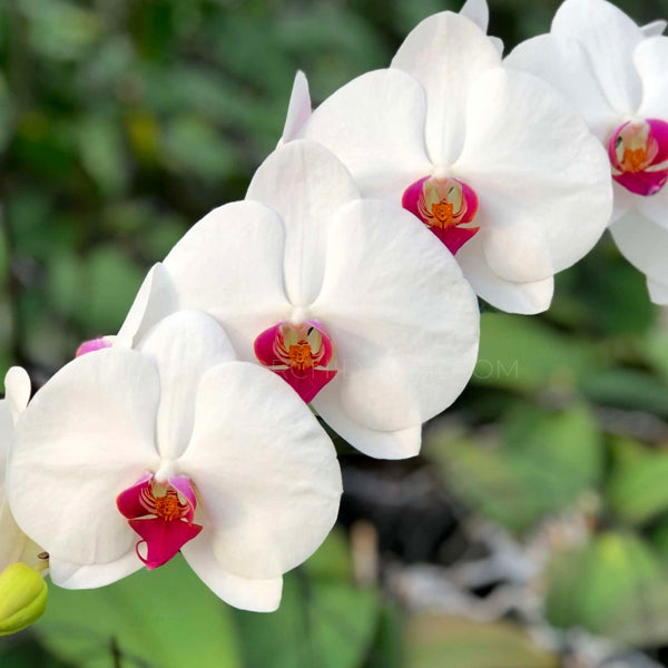 Phalaenopsis Fancy Lipstick - With Tiny Spike | FF - Buy Orchids Plants Online by Orchid-Tree.com