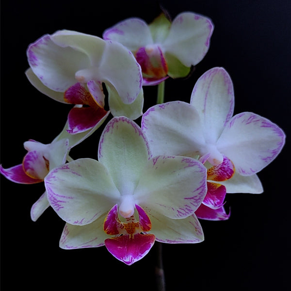 Phalaenopsis Fangmei Cream - With Flowers | FF