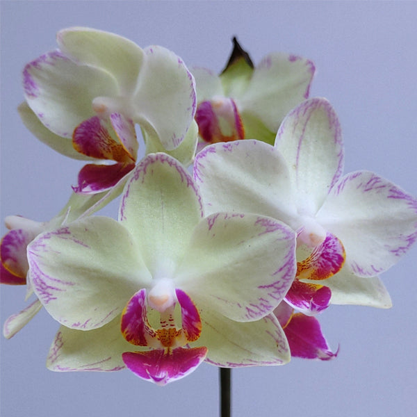 Phalaenopsis Fangmei Cream - With Flowers | FF