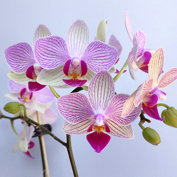 Phalaenopsis Fangmei Stripe - With Flowers | FF (single Spike)