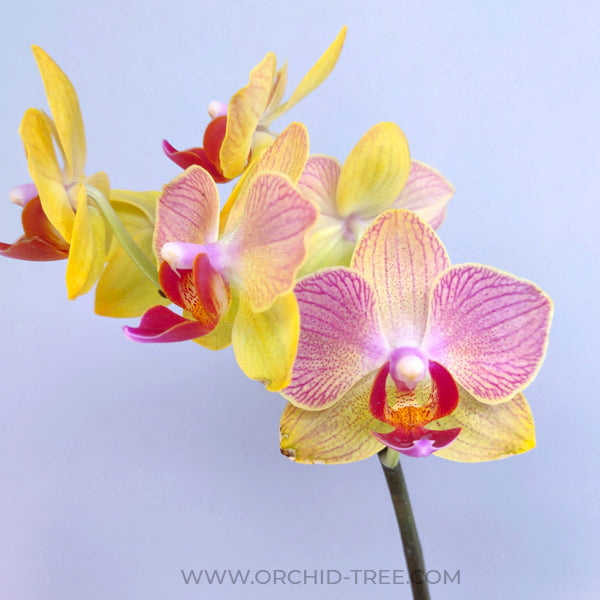 Phalaenopsis Fangmei Splash - FF