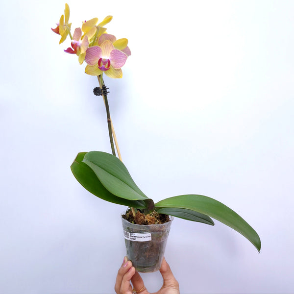 Phalaenopsis Fangmei Splash - FF