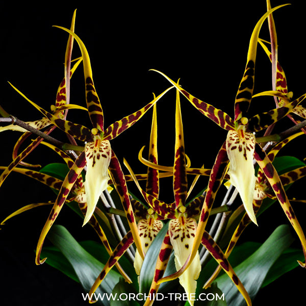 Oncidium (Odbrs.) Fangtastic Bob Henley HOF #4 - BS