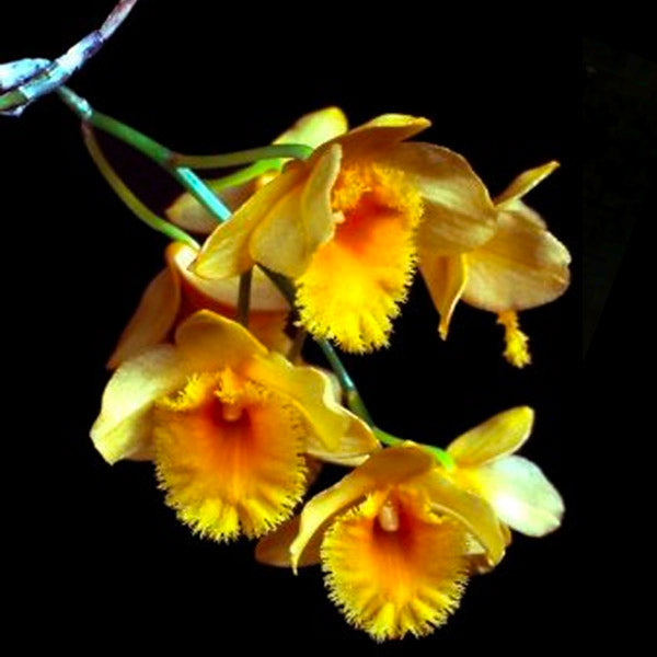 Dendrobium fimbriatum sp. - BS