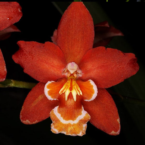 Oncidium Hwuluduen Lorena Firecracker - | BS