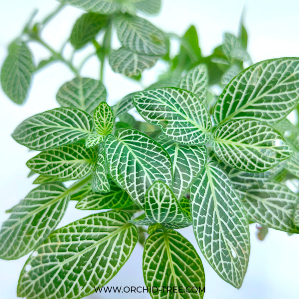 Fittonia plant