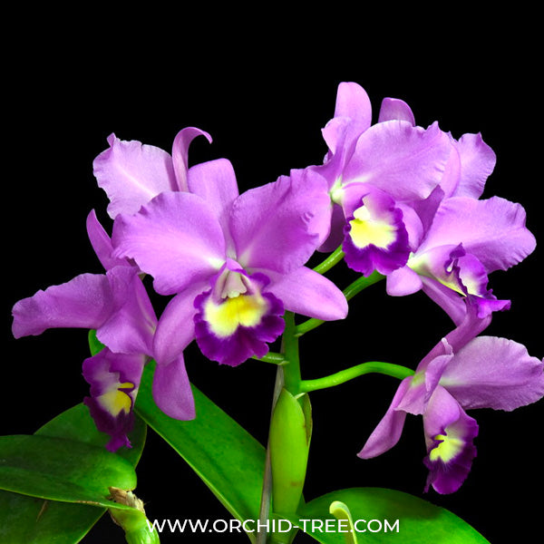 Cattleya Fitz Eugene Dixon - BS